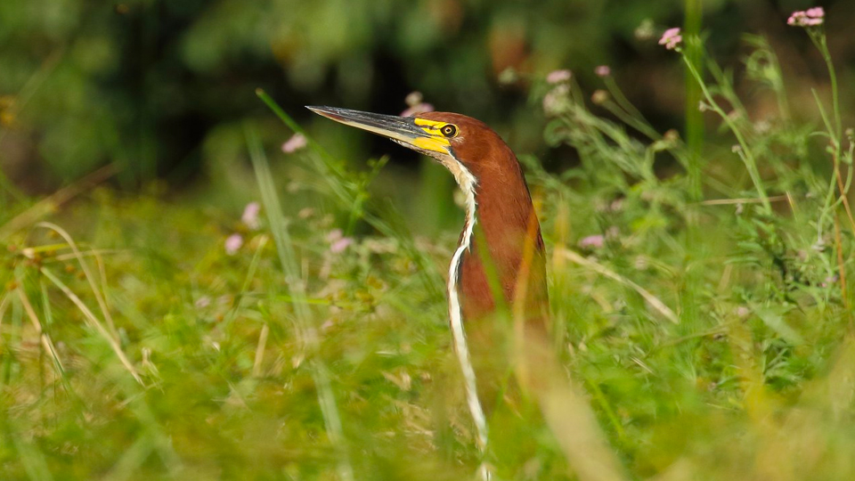 The Tiger Heron