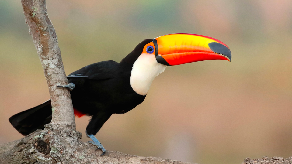 Toco Toucans