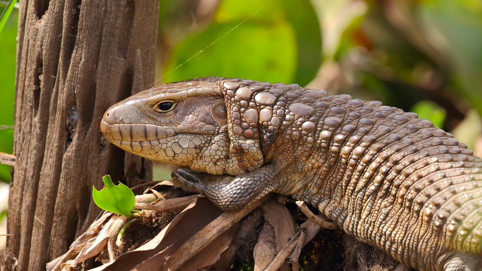 Northern Caiman Lizard