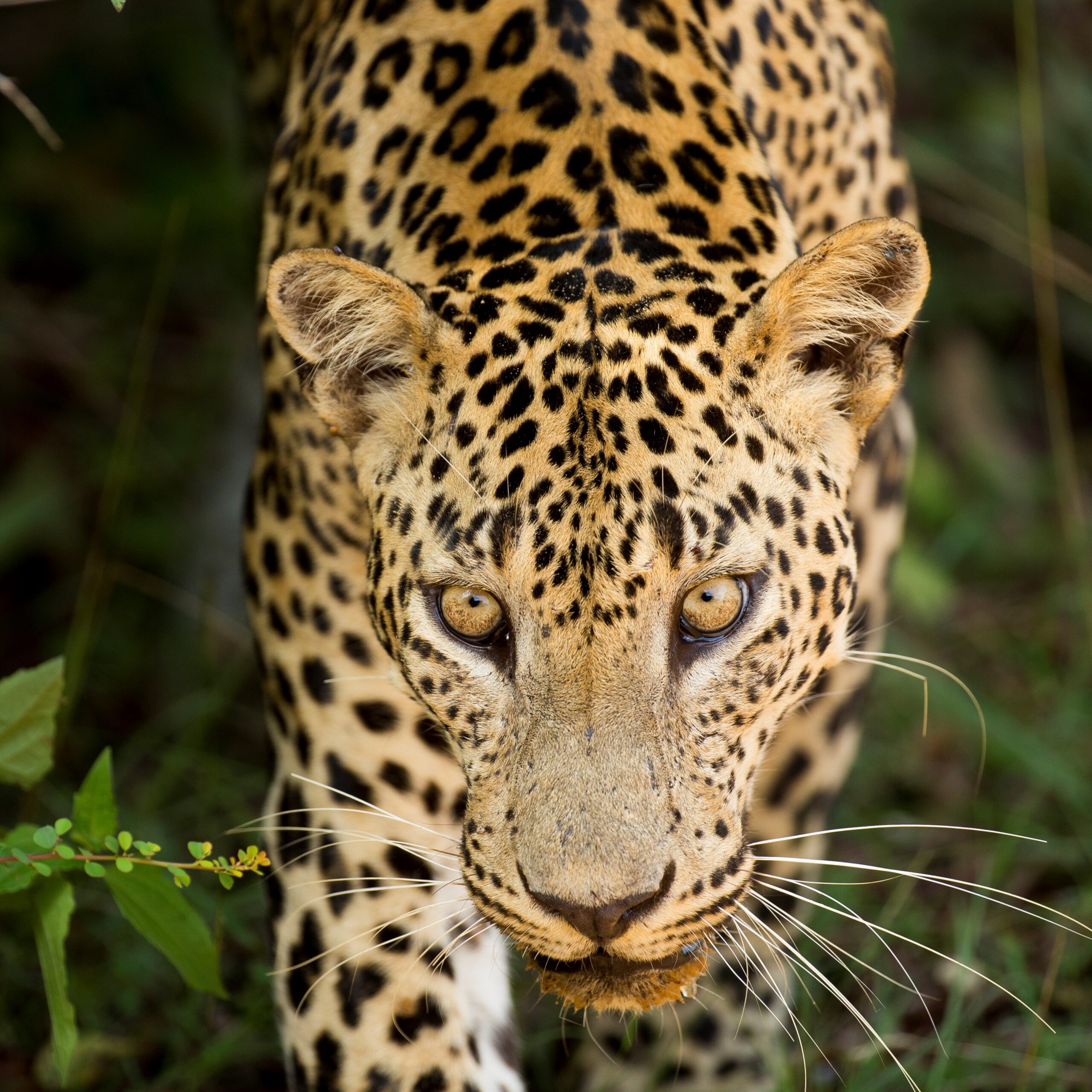 16-day-sri-lanka-wildlife-tour-best-sri-lanka-safari-natural